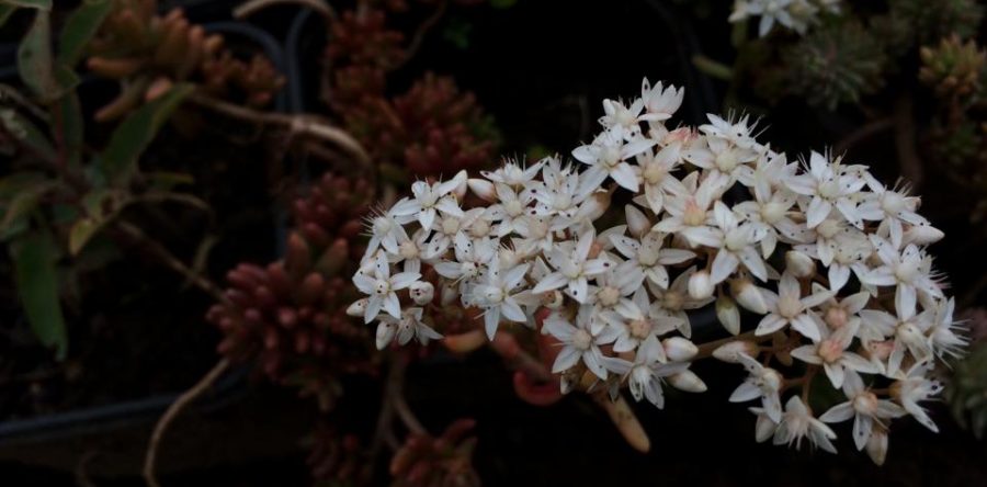 Бяла тлъстига (Sedum album)